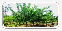 Quercetin