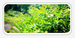 Quercetin