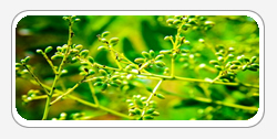 Quercetin