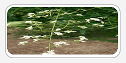 Quercetin