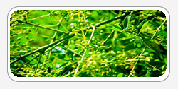 Quercetin